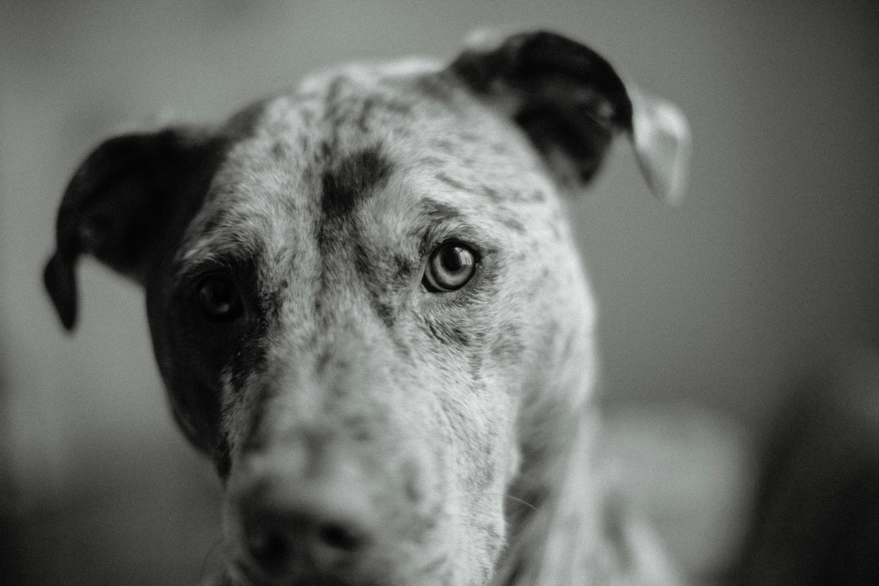 A Prayer for When Your Dog Is Sick and You Feel Helpless